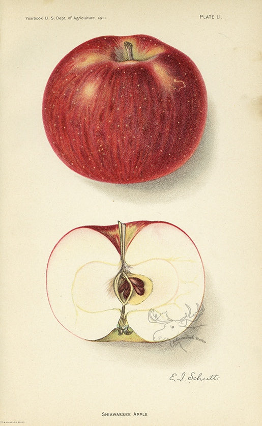 1911 Shiawassee Apple Antique USDA Fruit Print - E.I. Schutt at Adirondack Retro
