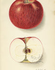 1911 Shiawassee Apple Antique USDA Fruit Print - E.I. Schutt at Adirondack Retro