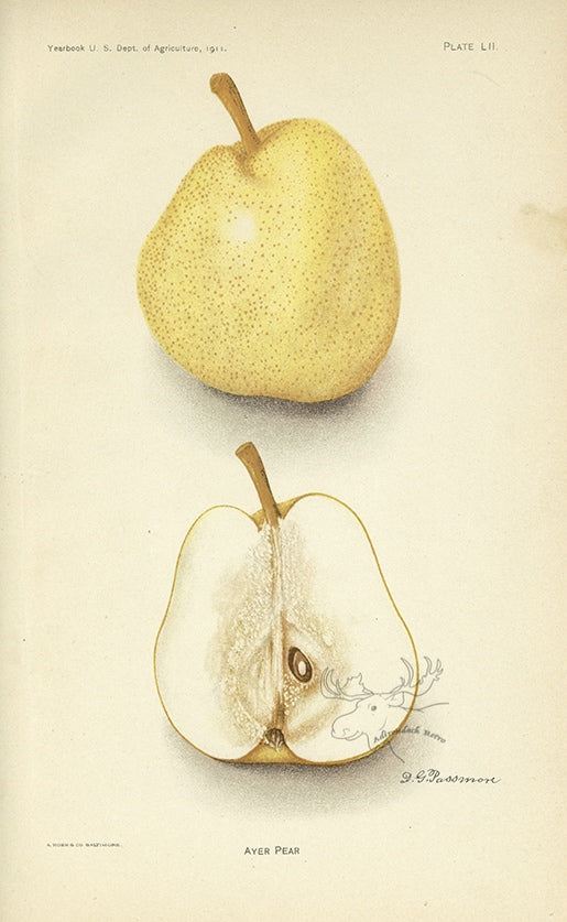 1911 Ayer Pear Antique USDA Fruit Print - D.G. Passmore at Adirondack Retro