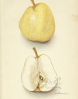 1911 Ayer Pear Antique USDA Fruit Print - D.G. Passmore at Adirondack Retro