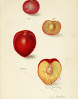 1911 Laire and Moncelt Plums Antique USDA Fruit Print - A.A. Newton at Adirondack Retro