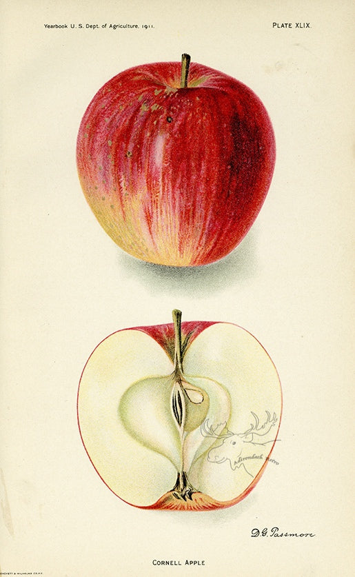 1911 Cornell Apple Antique USDA Fruit Print - D.G. Passmore at Adirondack Retro