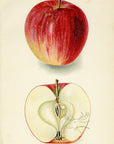 1911 Cornell Apple Antique USDA Fruit Print - D.G. Passmore at Adirondack Retro