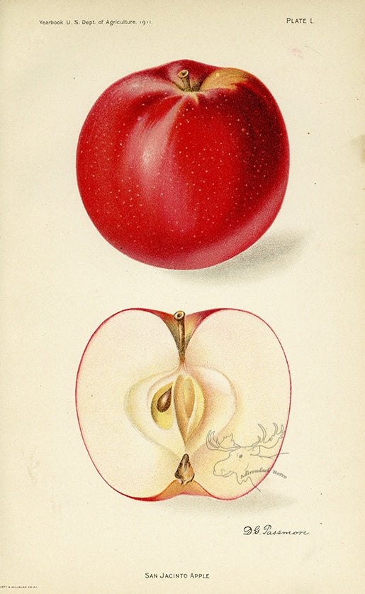 1911 San Jacinto Apple Antique USDA Fruit Print - D.G. Passmore at Adirondack Retro