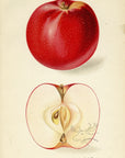 1911 San Jacinto Apple Antique USDA Fruit Print - D.G. Passmore at Adirondack Retro