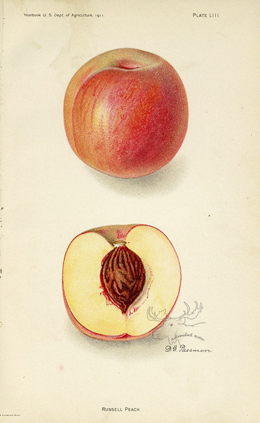 1911 Russell Peach Antique USDA Fruit Print - D.G. Passmore at Adirondack Retro