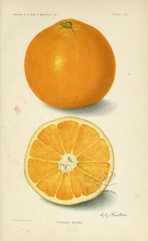 1911 Thomson Orange Antique USDA Fruit Print - A.A. Newton at Adirondack Retro