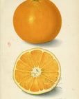 1911 Thomson Orange Antique USDA Fruit Print - A.A. Newton at Adirondack Retro