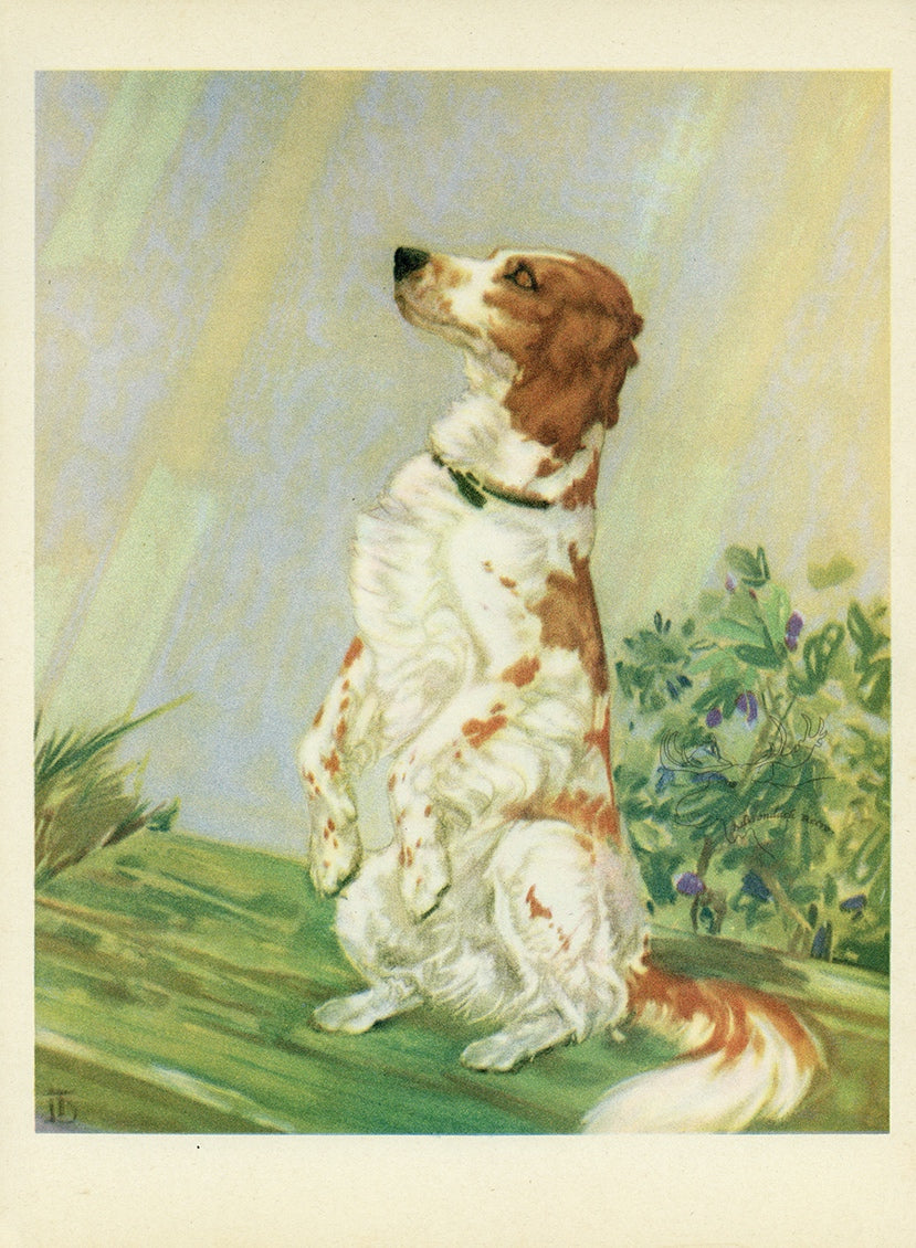 1932 Diana Thorne Vintage Dog Print - Setter - Plate #7 at Adirondack Retro