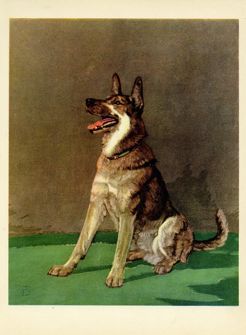 1932 Diana Thorne Vintage Dog Print - German Shepard - Plate #8 at Adirondack Retro