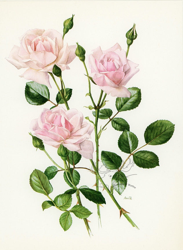 1962 New Dawn Rose Tipped-In Botanical Print - Anne-Marie Trechslin at Adirondack Retro