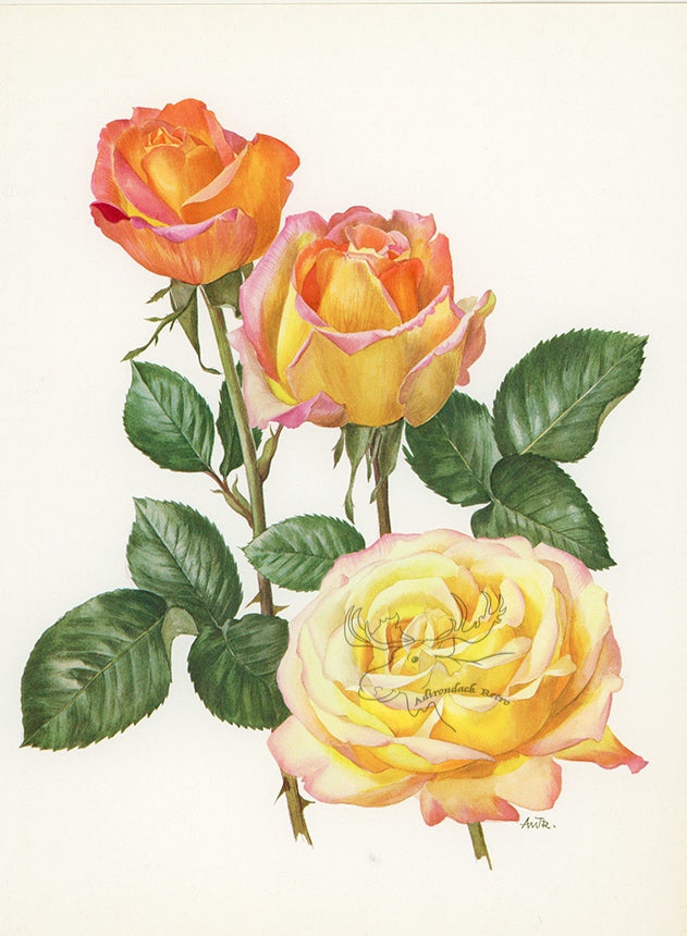 1962 Peace Rose Tipped-In Botanical Print - Anne-Marie Trechslin at Adirondack Retro