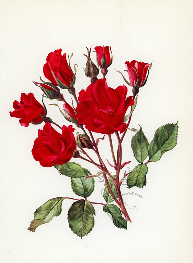 1962 Holstein Rose Tipped-In Botanical Print - Anne-Marie Trechslin at Adirondack Retro