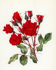 1962 Holstein Rose Tipped-In Botanical Print - Anne-Marie Trechslin at Adirondack Retro