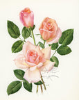 1962 Michele Meilland Rose Tipped-In Botanical Print - Anne-Marie Trechslin at Adirondack Retro