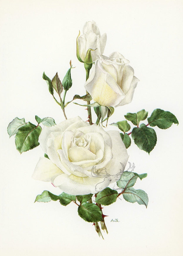 1962 Virgo Rose Tipped-In Botanical Print - Anne-Marie Trechslin at Adirondack Retro