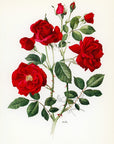 1962 Frensham Rose Tipped-In Botanical Print - Anne-Marie Trechslin at Adirondack Retro