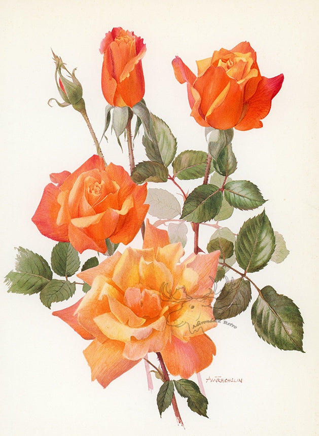 1962 Sutter's Gold Rose Tipped-In Botanical Print - Anne-Marie Trechslin at Adirondack Retro
