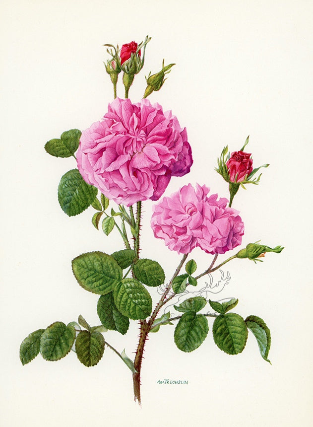 1962 Rosa Damascena Rose Tipped-In Botanical Print - Anne-Marie Trechslin at Adirondack Retro