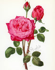 1962 Eden Rose Tipped-In Botanical Print - Anne-Marie Trechslin at Adirondack Retro