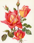1962 Tzigane Rose Tipped-In Botanical Print - Anne-Marie Trechslin at Adirondack Retro