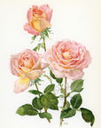 1962 Confidence Rose Tipped-In Botanical Print - Anne-Marie Trechslin at Adirondack Retro
