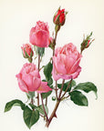 1962 Queen Elizabeth Rose Tipped-In Botanical Print - Anne-Marie Trechslin at Adirondack Retro
