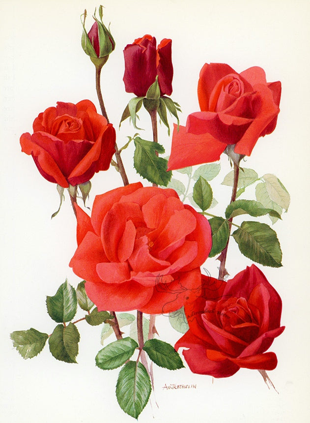 1962 Soraya Rose Tipped-In Botanical Print - Anne-Marie Trechslin at Adirondack Retro
