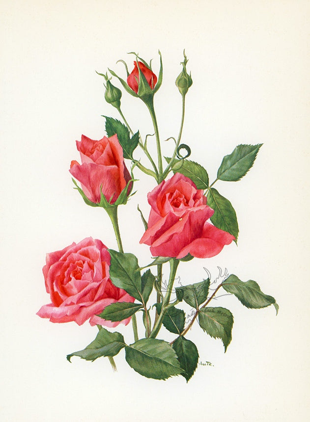 1962 Spartan Rose Tipped-In Botanical Print - Anne-Marie Trechslin at Adirondack Retro