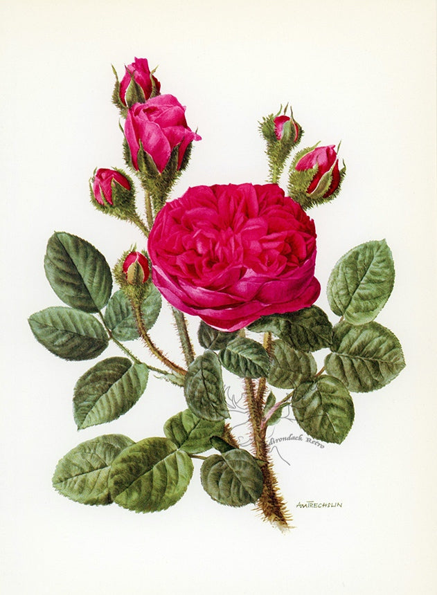 1962 Parkzauber Rose Tipped-In Botanical Print - Anne-Marie Trechslin at Adirondack Retro