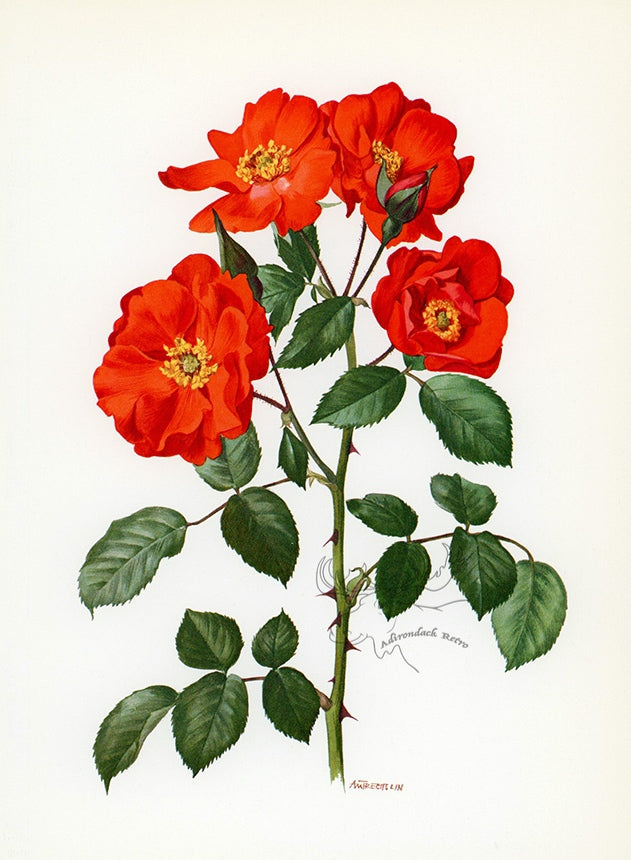1962 Sarabande Rose Tipped-In Botanical Print - Anne-Marie Trechslin at Adirondack Retro