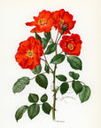 1962 Sarabande Rose Tipped-In Botanical Print - Anne-Marie Trechslin at Adirondack Retro