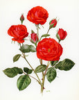 1962 Fire King Rose Tipped-In Botanical Print - Anne-Marie Trechslin at Adirondack Retro