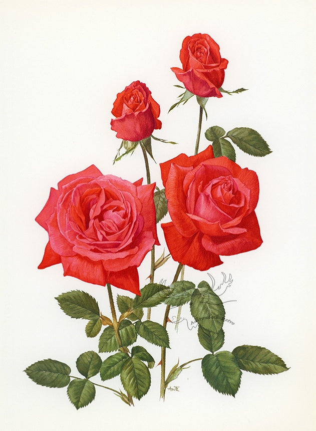 1962 Super Star Rose Tipped-In Botanical Print - Anne-Marie Trechslin at Adirondack Retro