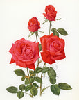 1962 Super Star Rose Tipped-In Botanical Print - Anne-Marie Trechslin at Adirondack Retro