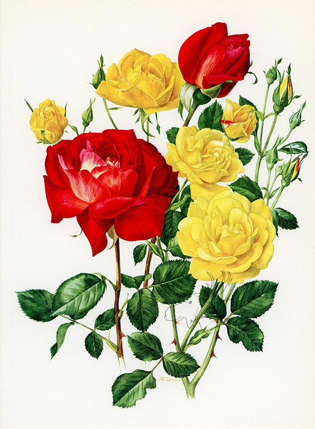 1962 Allgold Rose Tipped-In Botanical Print - Anne-Marie Trechslin at Adirondack Retro