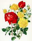 1962 Allgold Rose Tipped-In Botanical Print - Anne-Marie Trechslin at Adirondack Retro