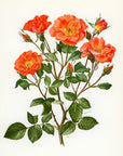 1962 Zambra Rose Tipped-In Botanical Print - Anne-Marie Trechslin at Adirondack Retro