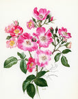 1962 American Pillar Rose Tipped-In Botanical Print - Anne-Marie Trechslin at Adirondack Retro