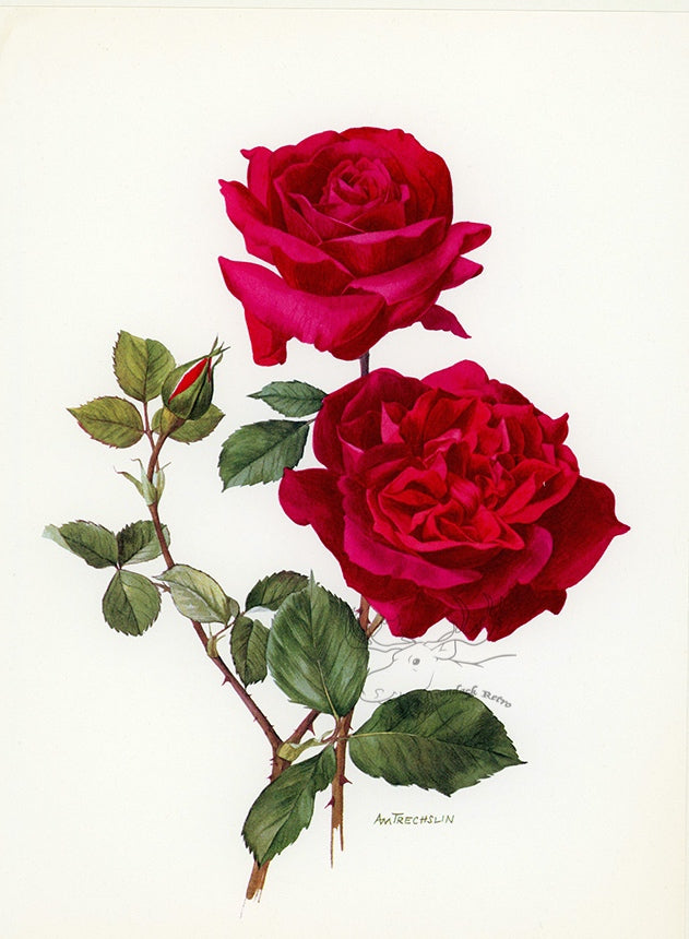 1962 Hadley Rose Tipped-In Botanical Print - Anne-Marie Trechslin at Adirondack Retro