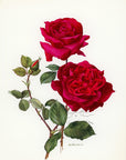 1962 Hadley Rose Tipped-In Botanical Print - Anne-Marie Trechslin at Adirondack Retro