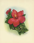 1947 Red Hibiscus Hawaiian Flower Print - T.J. Mundorff at Adirondack Retro