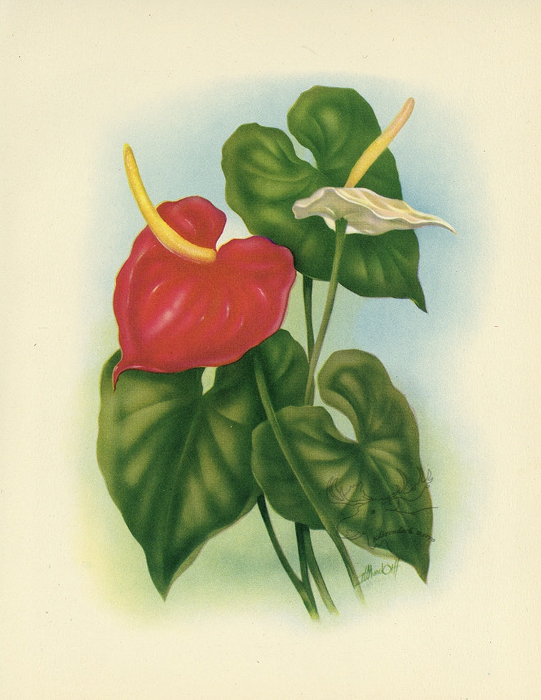1947 Anthurium Hawaiian Flower Print - T.J. Mundorff at Adirondack Retro