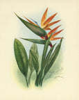 1947 Bird Of Paradise Hawaiian Flower Print - T.J. Mundorff at Adirondack Retro