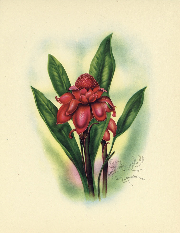 1947 Torch Ginger Hawaiian Flower Print - T.J. Mundorff at Adirondack Retro