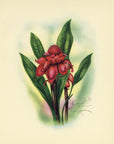 1947 Torch Ginger Hawaiian Flower Print - T.J. Mundorff at Adirondack Retro