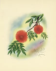 1947 Lehua Blossom Hawaiian Flower Print - T.J. Mundorff at Adirondack Retro