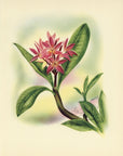 1947 Plumeria Hawaiian Flower Print - T.J. Mundorff at Adirondack Retro
