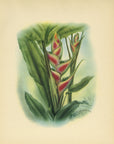 1947 Heliconia Hawaiian Flower Print - T.J. Mundorff at Adirondack Retro