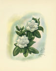 1947 Gardenia Hawaiian Flower Print - T.J. Mundorff at Adirondack Retro
